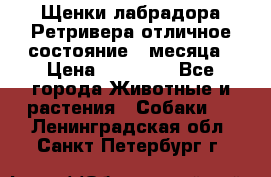 Щенки лабрадора Ретривера отличное состояние 2 месяца › Цена ­ 30 000 - Все города Животные и растения » Собаки   . Ленинградская обл.,Санкт-Петербург г.